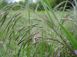 Image result for Bromus  tectorum