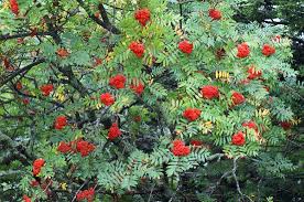 Maybe you would like to learn more about one of these? Sorbus Americana American Mountain Ash American Rowan American Rowan Tree Mountain Ash North Carolina Extension Gardener Plant Toolbox