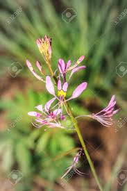 Image result for Cleome maculata