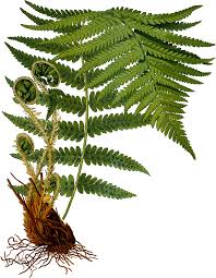 Male Fern 2 Detailed Leaf Clipart Plants Digital Flowers