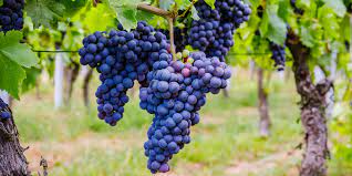 Whatever you do, choose something well constructed and sturdy, since grapevines can get quite heavy. Growing Grapes How To Plant Maintain Grape Vines