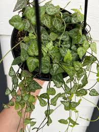 Image result for Ceropegia stenifolia