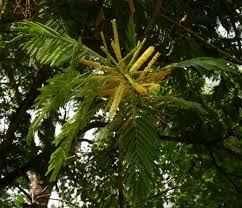 Image result for Entada abyssinica