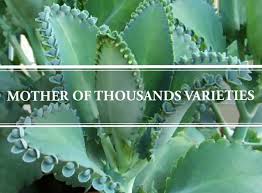 It too is a member of the bryophyllum family, but it definitely doesn't look like its cousin! Mother Of Thousands Varieties The Unique Succulent Gardening Brain