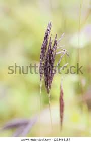 Image result for Arthraxon hispidus