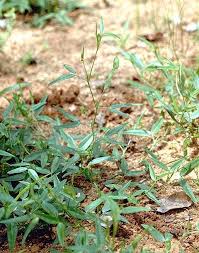 Image result for Zornia pratensis