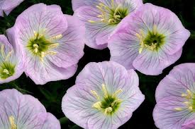 Flowers Can Hear Buzzing Bees And It Makes Their Nectar Sweeter Evening Primrose Flower Flower Pot Design Flower Pots