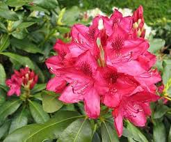 Rhododendron Nepal Tattoo Nature Flowers