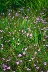 Image result for Aristea ecklonii