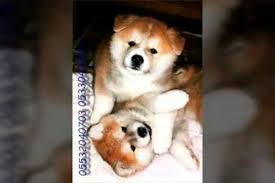 Satilik Akita Inu Yavrulari 05330400416 Yavru Kopek Komik Kopek Resimleri Komik Hayvanlar