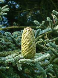 Image result for Buchnera prorepens