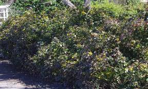 No need to register, buy now! Mahonia Aquifolium Oregon Grape