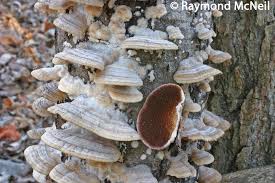 Image result for Trichaptum subchartaceum