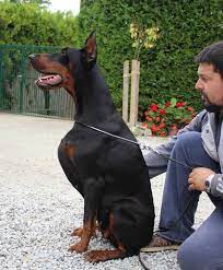 Doberman puppies are here they will be ready for a home approximately middle of may. Altobello Dobermann Kennel Presentation Of Gama Petra Di Altobello European Doberman Doberman Puppy Doberman