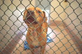 Animal shelter in charleston, mattoon and all of coles county illinois. Local Group Advocates For Frisco To Construct Its Own Animal Shelter Community Impact