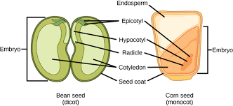 Plant Science 4 U Difference Between Dicot And Monocot Embryo Plant Science Biology Seeds