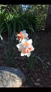 Plant 6 to 8 inches deep and one foot apart in the fall. Not Your Average Daffodils These Double Blooming Ruffled Flowers Are Just Beautiful Daffodil Flower Daffodils Spring Bulbs