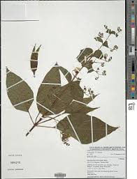 Image result for Anisosepalum alboviolaceum