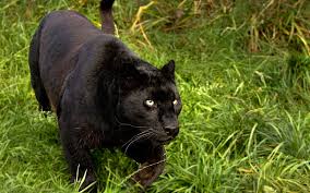 Black Panther Amazing Images And Wallpapers Http Www Hdwallpaperscool Com Black Panther Hd Wallpapers Panther Black Cat Images Panther Facts