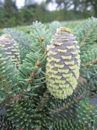 Check spelling or type a new query. Abies Koreana Taiga Koreatanne Taiga