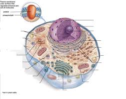 Plant and animal cell diagram quizlet. Animal Cell Diagram Pt 2 Diagram Quizlet
