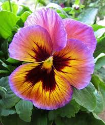 100 Pcs Pack Mexican Imported Pansy Bonsai Wavy Viola Tricolor Pansy Flower Bonsai Potted Plant Diy Home Garden Easy To Grow Wish Pansies Flowers Beautiful Flowers Pansies