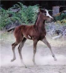 Buckskin is a horse coat color where the horses body is yellowish (from dark dirty yellow, to gold, to. Horse Names From A To Z Great Names For Mares Gelding And Ponies