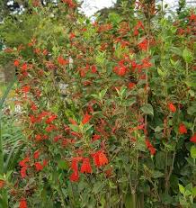 Image result for Justicia scandens
