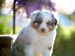 Le berger australien est un chien assez récent, puisque ses standards n'ont été admis en effet, le berger australien voit ses origines parmi les pasteurs basques, qui avaient besoin de chiens. Chiots Bergers Australiens Lof Tricolores A Vendre Elevage Allier Elevage Puy De Dome Auvergne Rhones Alpes Region Parisienne Elevage D Austral Et Boreal Chiots Berger Australien Lof