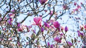 Deciduous large, fast growing magnolia with huge flowers, dark red in bud opening to mid pink on the outside and soft pink inside. Magnolias Burke S Backyard