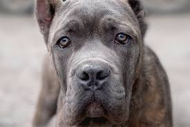 cane corso dog breed information pictures characteristics