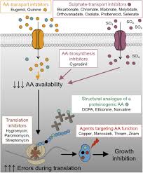 By adding a little extra sodium bicarbonate (which is what i do), this buffers the final solution ensuring that the beneficial malate or citrate salts that form are in an alkaline solution. Frontiers Novel Combinations Of Agents Targeting Translation That Synergistically Inhibit Fungal Pathogens Microbiology