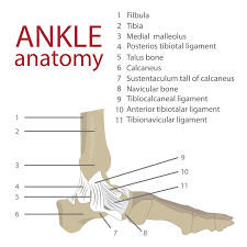Foot join… digits of foot. Torn Ligament Or Tendon In The Foot