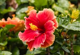 Image result for Hibiscus