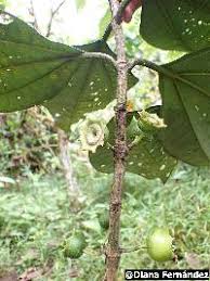 Image result for Bellucia pentamera