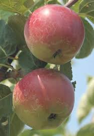 Jaboticaba is a small bushy tree that has many branches. Fruit Trees Availability Knowledgebase Johnson S Nursery
