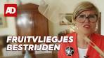 Fruitvliegjes bestrijden doe je zo Algemeen Dagblad Wonen - YouTube
