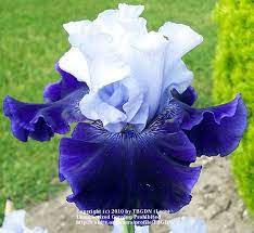 Iris World Premier Iris Flowers Growing Irises Bloom