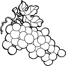 Grapes easy fruit coloring pages. 43 Grapes Coloring Pages Ideas Coloring Pages Grapes Online Coloring