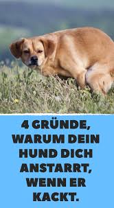 pin auf hunde