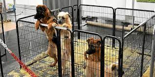 Maybe you would like to learn more about one of these? Quimper Salon Du Chiot Il Faut De La Passion Pour Etre Eleveur Le Telegramme