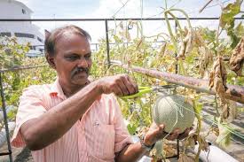 Air terus dibekalkan kepada akar pada kadar titisan purata 2 liter sejam ( 2 lph). Sistem Automasi Bantu Mudahkan Tugas Di Ladang Kosmo Digital