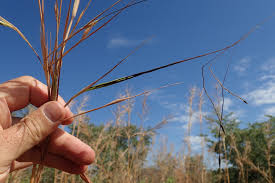 Image result for Hyperthelia dissoluta