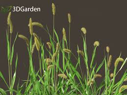 Image result for Setaria viridis