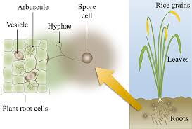 Here in the plant's cells diagram, various parts of a plant cell are highlighted. Underground Fungi Friends And Enemies Of Rice Plants Frontiers For Young Minds