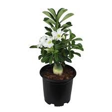 Image result for Adenium