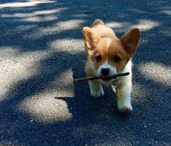 Corgi puppies for adoption in ct. Corgi Puppies For Sale Pembroke Cardigan Fluffy Ct Breeder