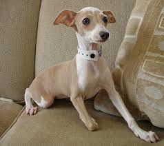 Not a kennel, backyard breeder or mill. Mini Greyhound Puppies For Sale Online