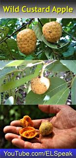 Wild Custard Apple Fruits Name In English Fruit List Fruit