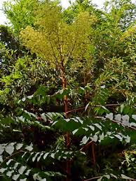 Image result for Araliaceae